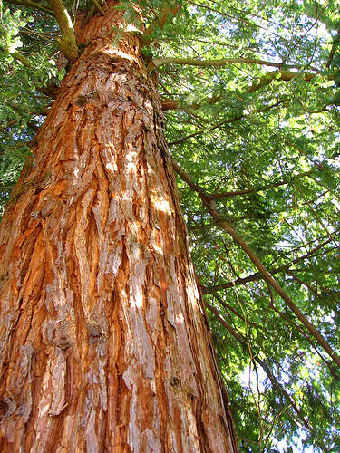 Western Red Cedar Trees Plans Free Download | royal71lmn