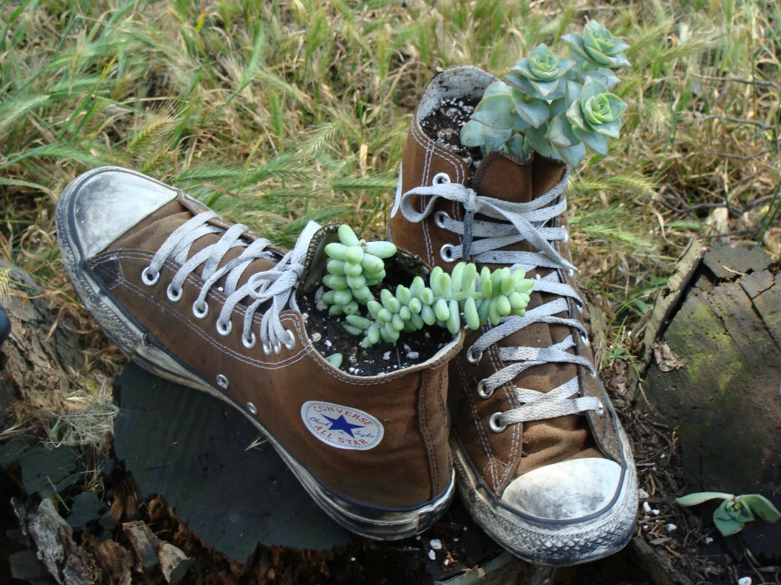 shoe-planter.jpg